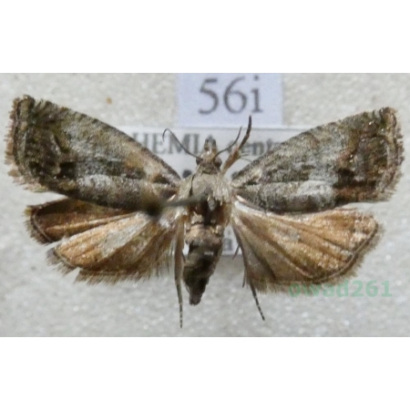 Cydia splendana (Hübner, 1799) Owocówka żołędziowianka Czech56i